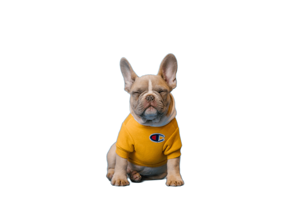 Original dog image