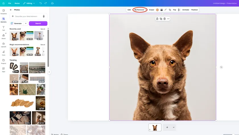 A real screenshot showing how to make a transparent background in Canva using the BG Remover tool on a dog photo, before the background is processed.