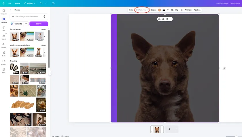 The same dog photo in Canva after using BG Remover, with the background successfully removed and replaced with a plain white canvas.